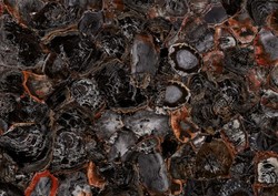 Black Petrified Wood
